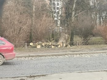 Вирубка дерев у парку біля церкви Йосафата. Фото: «Гаряча лінія міста Львова»