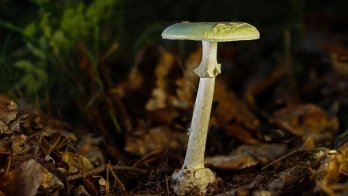 Що треба знати під час збору грибів та які з них небезпечні – 01