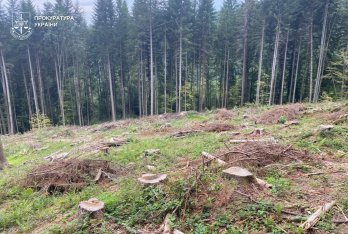Підприємця зі Славського підозрюють у незаконній вирубці лісу на 1,2 млн грн – 03