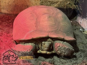 До Львова з приватного звіринця на прифронтовій території евакуювали 15 тварин – 04