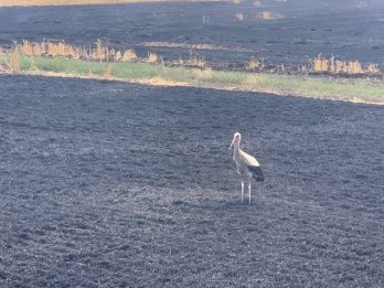 На Донеччині врятували від вогню 55 гектарів пшеничного поля – 04