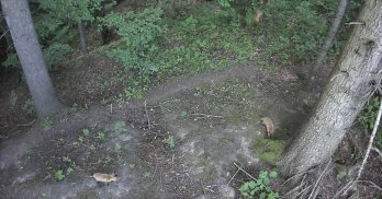 Фотопастки на Самбірщині зафіксували диких тварин – 02