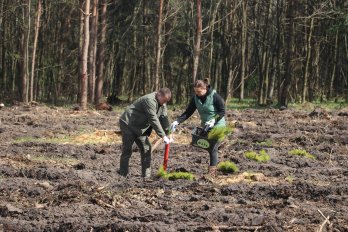 На Львівщині висадили близько 180 тис. дерев – 03