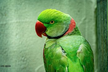 Індійський папуга