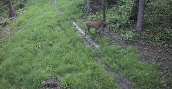 Фотопастки на Самбірщині зафіксували диких тварин – 04