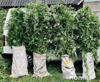 Стрийські поліцейські викрили зловмисника з плантацією марихуани – 02