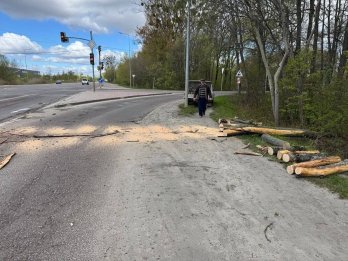 У Львові через вітер падають дерева — перелік адрес – 02