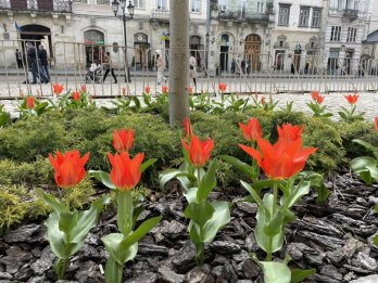 У Львові зацвіли перші тюльпани (фото) – 04