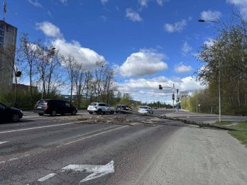 У Львові через вітер падають дерева — перелік адрес – 03