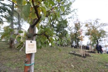 У Львові висадили 96 дерев на честь загиблих захисників України – 01