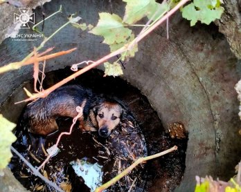 У Трускавці собака впав у двометровий каналізаційний колодязь (фото) – 02