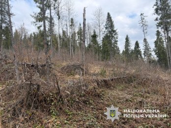 На Львівщині знищили більше 20 тисяч дерев Карпатського лісу – 01