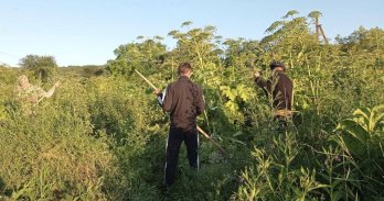 У девʼяти громадах Львівщини до наступного року планують позбавитися осередків борщівника – 01