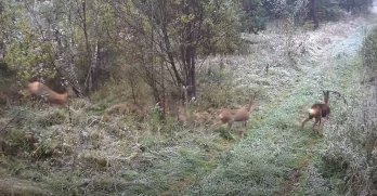 Фотопастки в прикордонній зоні Самбірщини зафіксували оленя та косуль – 02