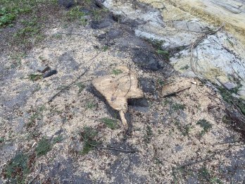 У Львові масово зрізали дерева для облаштування нового пішохідного бульвару – 03