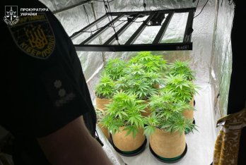 Сімейний наркобізнес: на Львівщині викрили плантацію конопель – 02