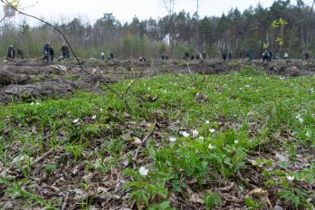 Висадка лісу в пам'ять про Андрія Позняка