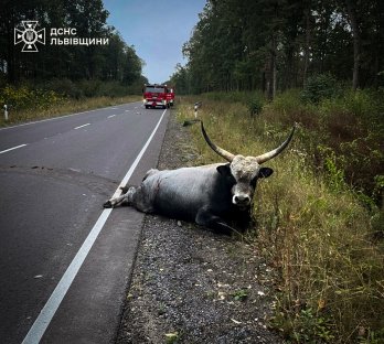 На Львівщині 46-річний водій Volkswagen збив корову і загинув – 01