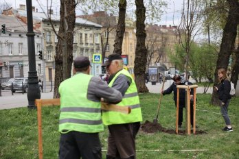 У центрі Львова в пам'ять про загиблих воїнів висадили алею лип – 03