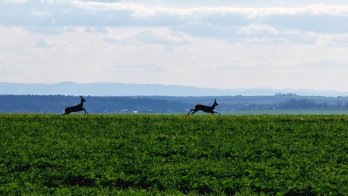 Фото: Андрій Риштун