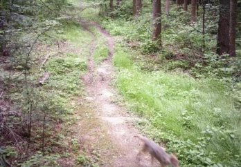 До фотопасток прикордонників на Самбірщині потрапили вовки, дикі кабани та олені