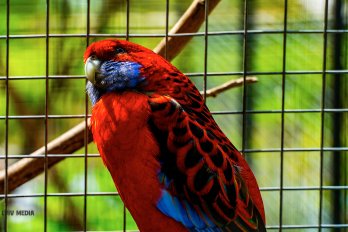 Розела червона - папуга, що мешкає на заході Австралії