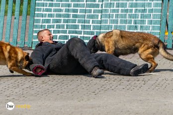 Чотирилапі ветерани: у Львові показали фронтових собак – 03