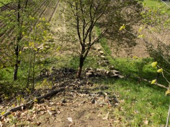 Спиляв дуби на кладовищі: на Стрийщині судитимуть чоловіка, який незаконно вирубував дерева – 01