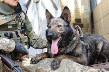 Не тільки Патрон: у мережі показали чотирилапу розвідницю Вєсту – 02