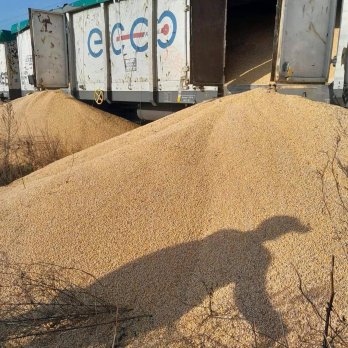 Поляки вчетверте розсипали українське зерно: пошкоджено 160 тонн збіжжя – 02
