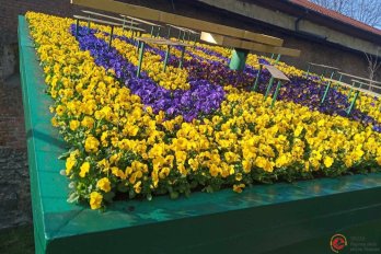У Львові на квітковому годиннику висадили півтори тисячі квітів – 02