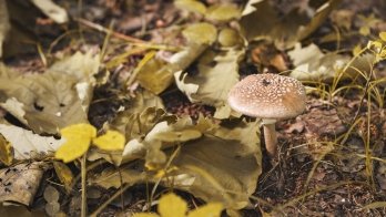 Що треба знати під час збору грибів та які з них небезпечні – 02