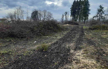 Зрубані дерева на Львівщині