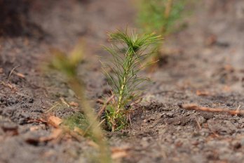 Інвестиції в майбутнє: Львівщина взяла участь в масштабній благодійній акції висадки дерев – 18