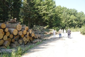 На Дрогобиччині лісовози можуть зруйнувати нещодавно відремонтовану дорогу