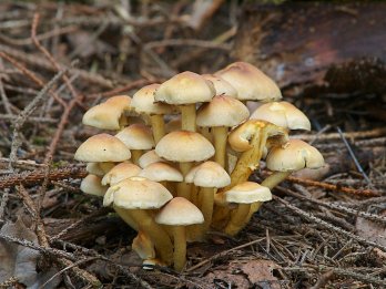 Що треба знати під час збору грибів та які з них небезпечні – 04