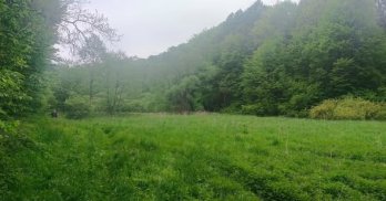 У парку на Львівщині хочуть оселити європейських зубрів – 01
