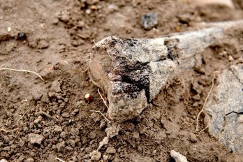 У Гуті Пеняцькій знайшли 25 місць поховань часів Другої світової війни – 11