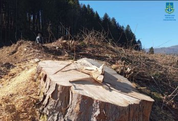 На Стрийщині судитимуть чоловіка за незаконну вирубку лісу на 260 тисяч гривень – 02