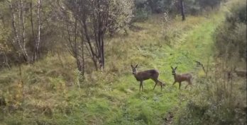 Фотопастки в прикордонній зоні Самбірщини зафіксували оленя та косуль – 01
