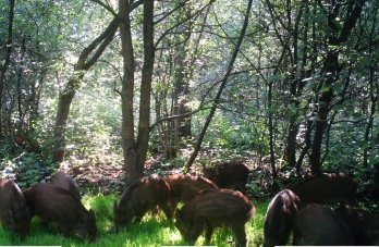 Львівський лісгосп показав, які тварини водяться у місцевому лісі (фото) – 02