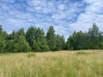 На околиці Львова знайшли місце зростання червонокнижних орхідей