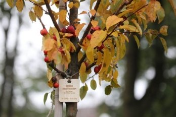 У Львові висадили 96 дерев на честь загиблих захисників України – 03