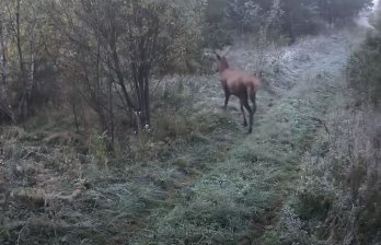 Фотопастки в прикордонній зоні Самбірщини зафіксували оленя та косуль – 03