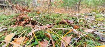 На Львівщині планують створити ботанічний заказник «Кави» площею понад 200 га – 06