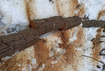 На Стрийщині двоє чоловіків незаконно зрізали дерев у заказнику майже на 1,2 млн грн – 01