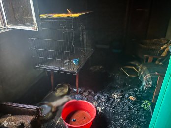 На Закарпатті через пожежу в будинку загинули 19 котів – 01