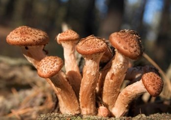 Що треба знати під час збору грибів та які з них небезпечні – 03