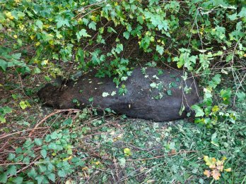 На Бродівщині вантажівка збила 700-кілограмового червонокнижного зубра – 03