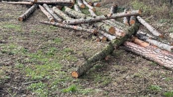 Незаконно зрубані дерева